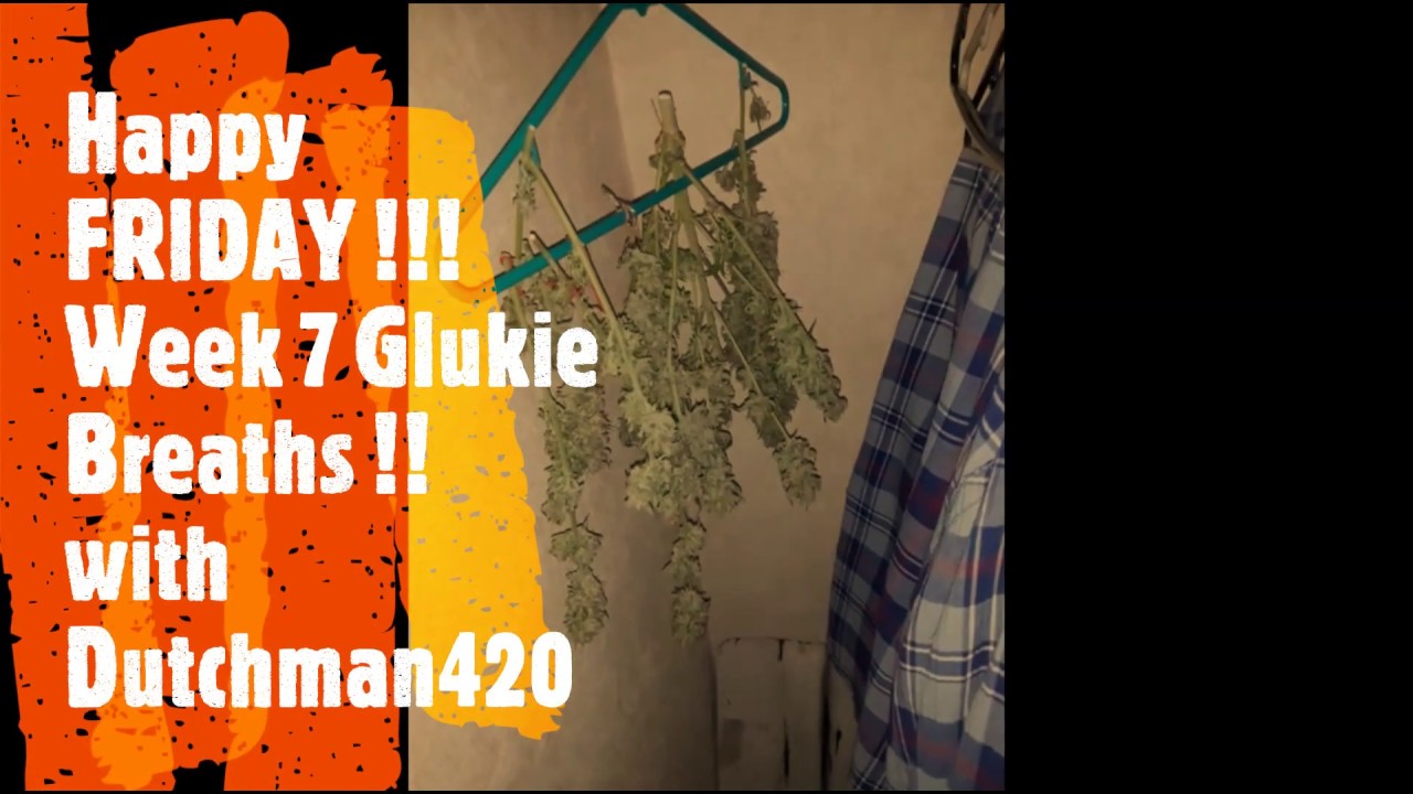 ThugPug Genetics Glukie Breath Week 7 with Dutchman420