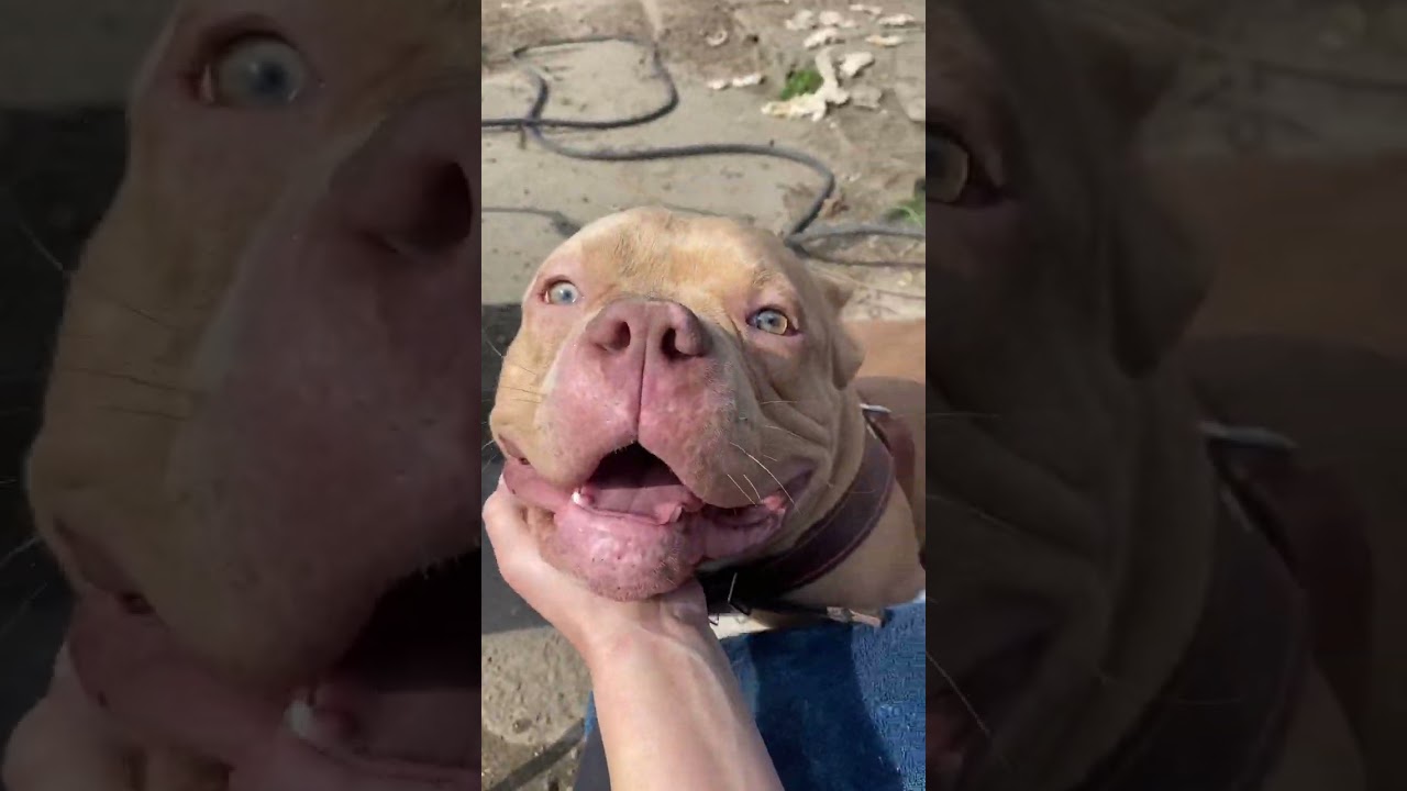 Наши красавцы американский булли покет АВКС