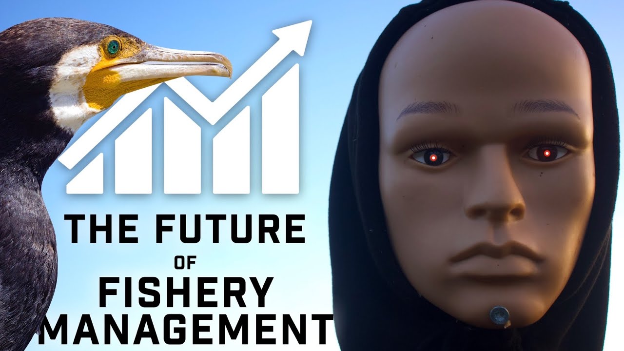 Cormorant Invasion Threatens UK Fishing The Future of Fishery