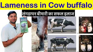 Lameness in cow and buffalo गाय भैंस के पैर  दर्द का इलाज।homoepathic madicen
