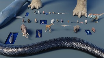 Animal Size Comparison | 3D Animation Comparison | Real Scale Comparison