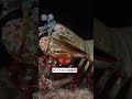 The Ocean's Deadliest Punch! Meet the Mantis Shrimp #mantisshrimp #sea #foryoupage #viralshorts
