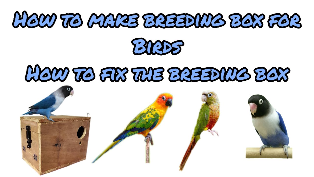 How to make breeding box for birds Sun ConurePineapple conureAfrican