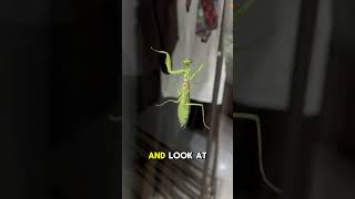 Praying Mantises Deadly Killers