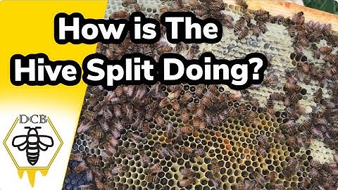 Checking on the New Hive Split for the First Time! | Epsilon Hive Check #1