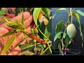 Best Tips For Mango Plant...