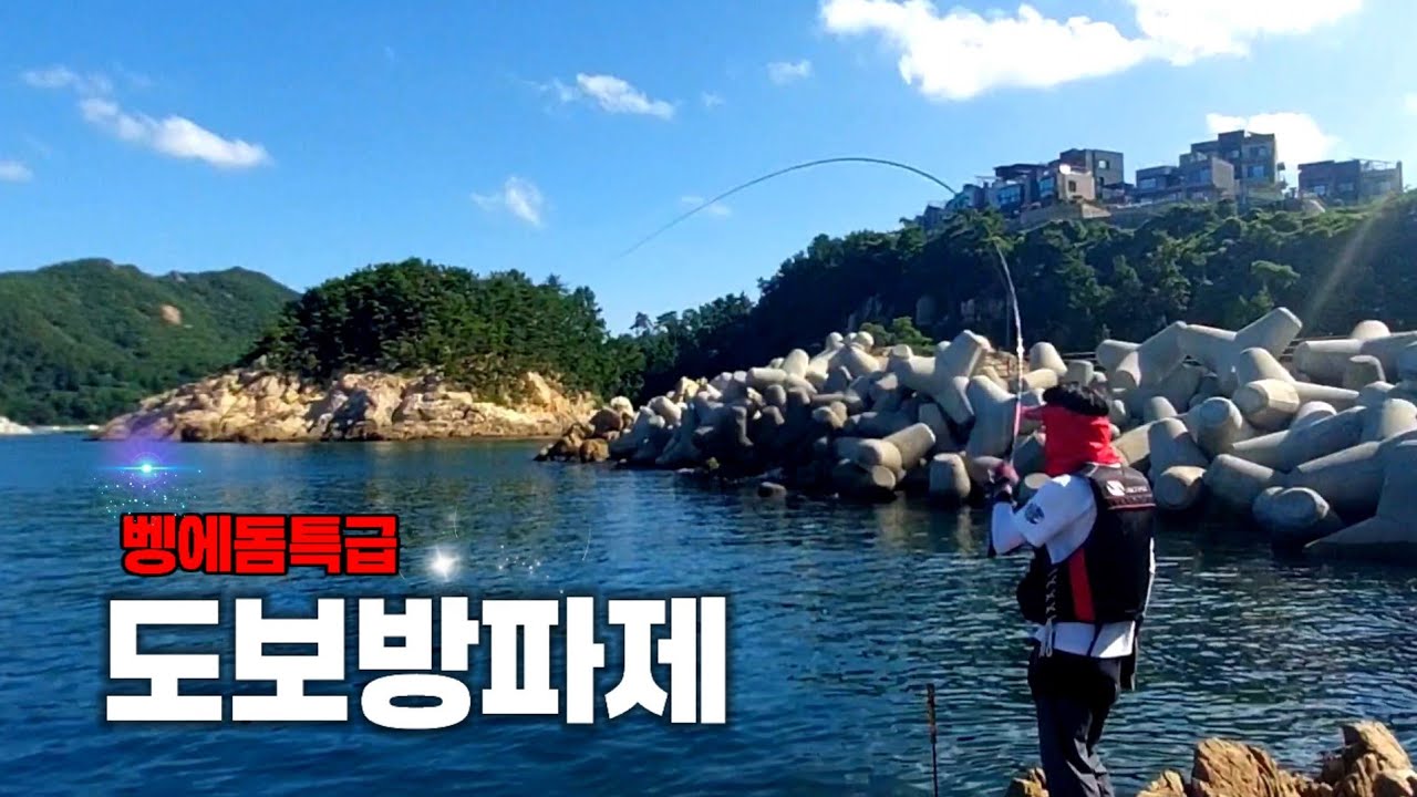 방파제 밑밥한주걱에 우글우글거리는 벵에돔떼