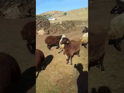 ERZURUM Erenler köyü