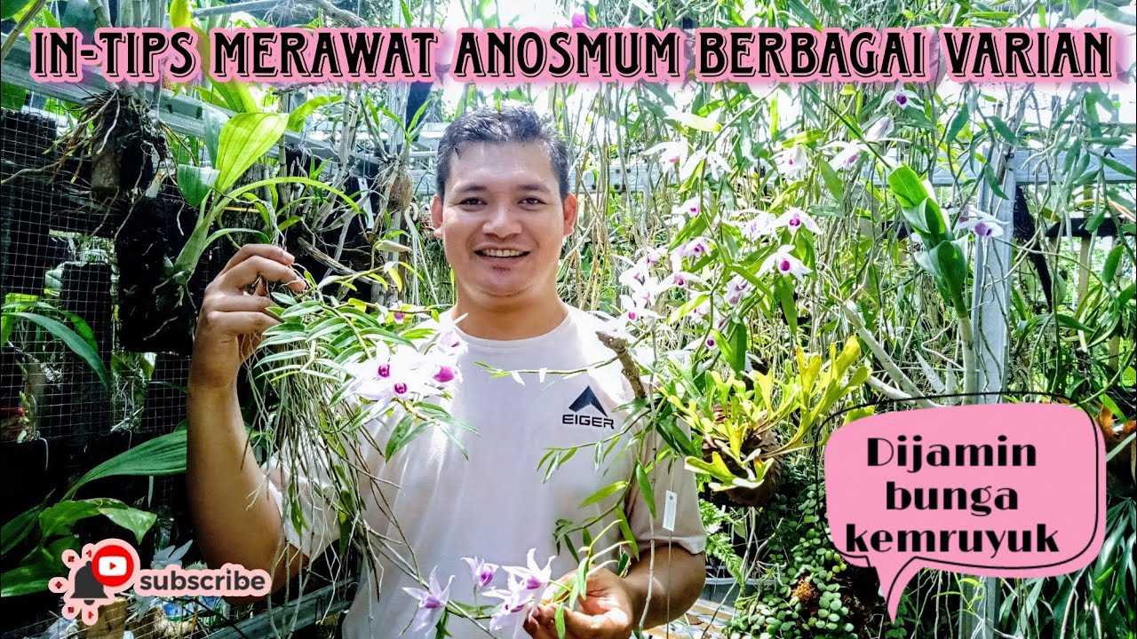 Tips sukses merawat Anggrek tirai || cocok untuk pemula 🤩