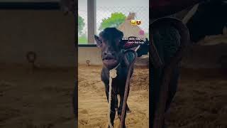 #hindisong #ekmotahathighumechala #funny #comedy #viralvideo #tr #jiskeaanesemukammalhogayi