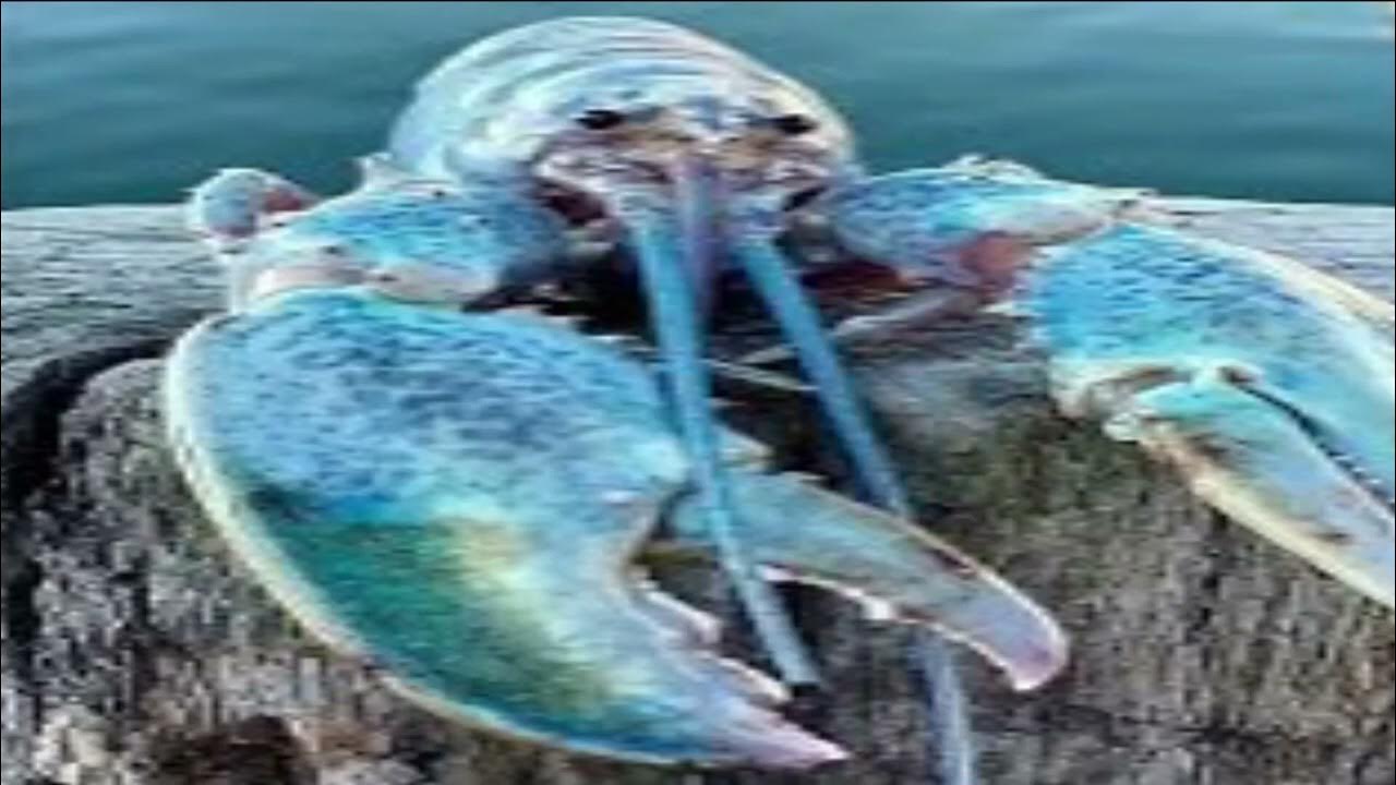 Extremely loud lobster jumpscare YouTube