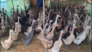 suara bebek kwek kwek kwek kwek wek wek kesurupan angsa ketawa kecil memanggil temannya lucu asli