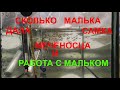 МЕЧЕНОСКА родила и работа с мальком.