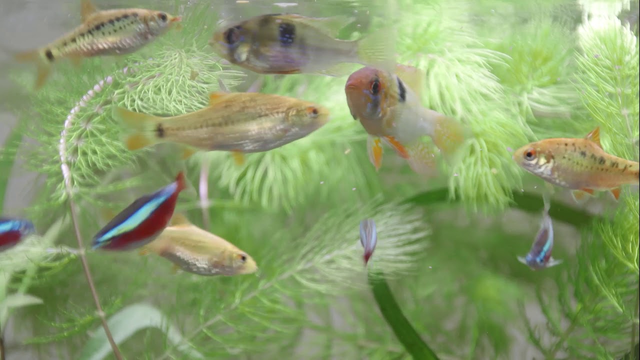 TetraRubin og TetraPhyll | Specialfoderet