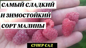 Самый сладкий сорт малины . Малина Гусар