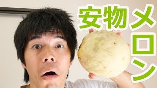 うまいの？安物ハネジューメロン開封！
