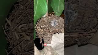 Malam-Malam Ngintip Anak Merbuk