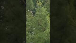 White Throated Sparrow Bird Call - Upper Michigan