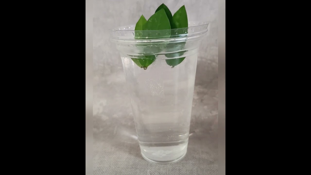 Размножение Замиокулькаса в домашних условиях! 