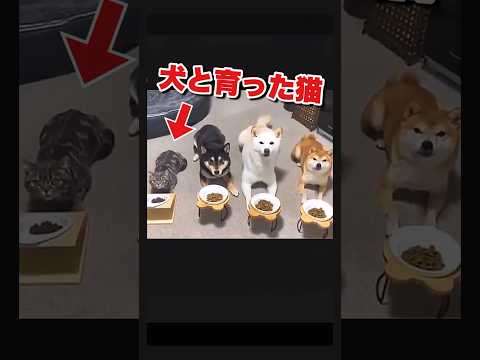 自分を犬だと信じて疑わない猫 いぬねこ おもしろ動物動画 かわいい動物動画