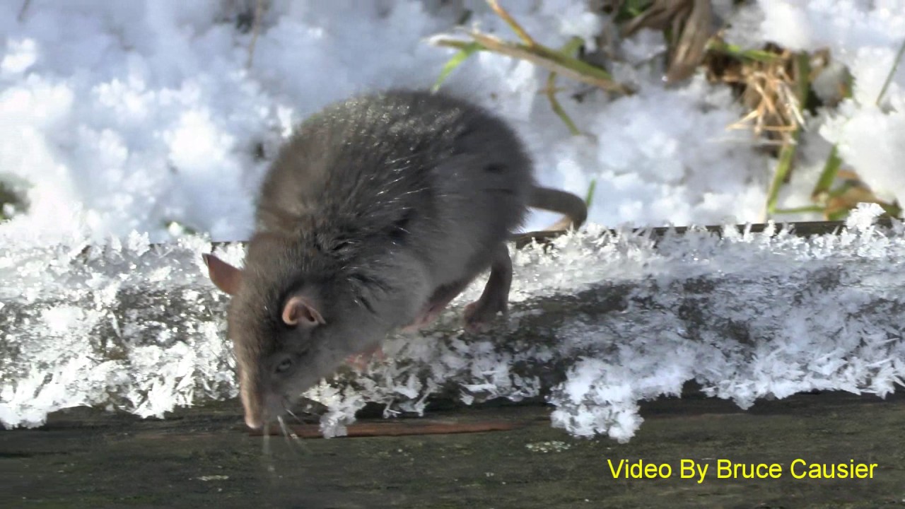 This Cold Rat Wanted To Come Home With Me YouTube
