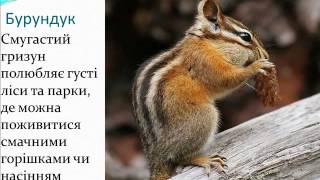 Реферат: Тваринний світ Північної Америки