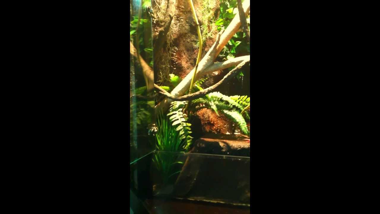 Stein Enclosures Green Tree Python Enclosure with Aquarium floor - YouTube