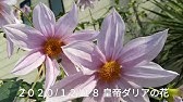 皇帝ダリアの育て方 せっかくならデカく育てよう 冬越しが大事です Youtube 皇帝ダリアの育て方 せっかくならデカく育てよう 冬越しが大事です Youtube