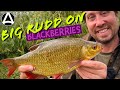 Episode 7. Big Rudd on Blackberries