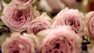 Rose De Grasse