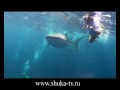 Китовая акула на Мальдивах  Whale shark