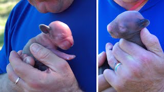 Man Finds Tiny Creature in Backyard - He Calls The Police Once He Saw What It Grew Into