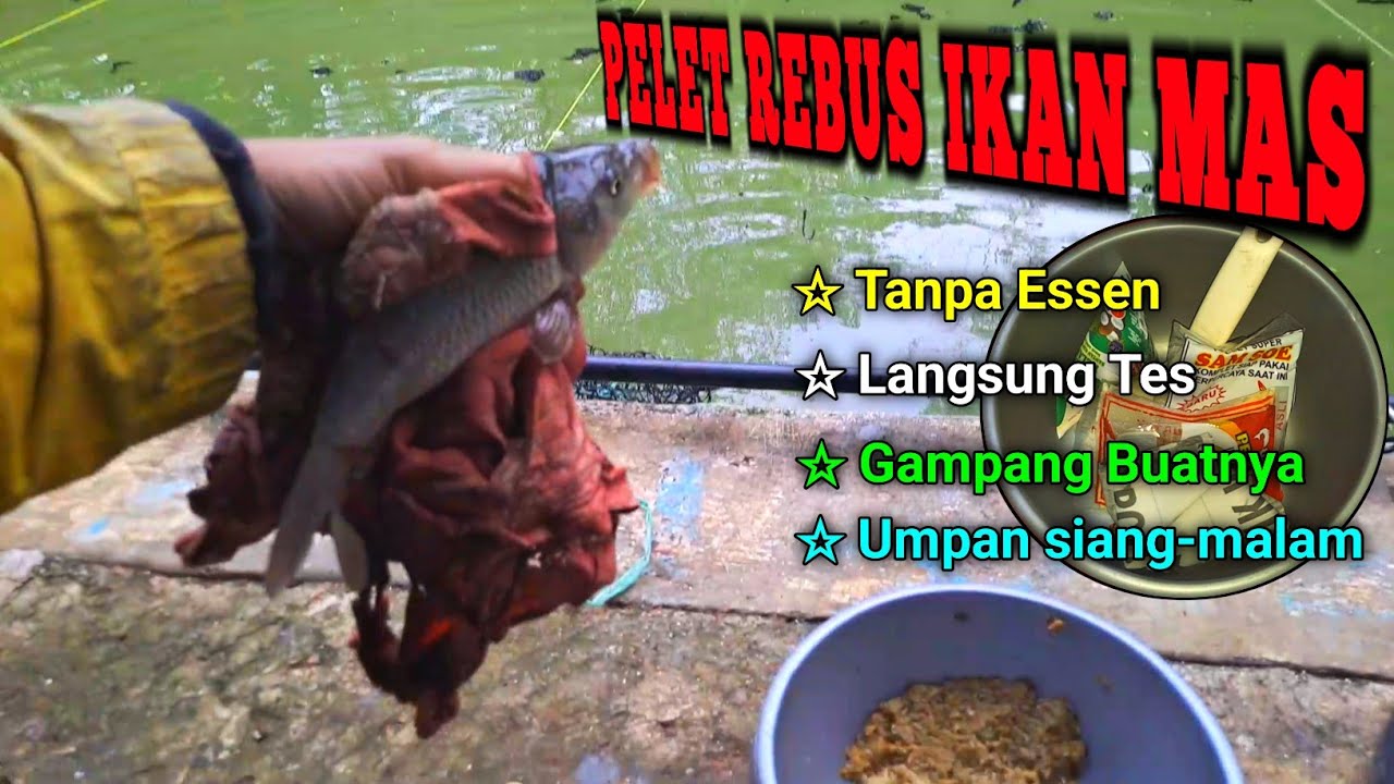 ☆CARA BARU.. | PELET REBUS UMPAN IKAN MAS INI TERBUKTI GACOR