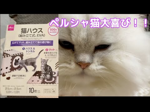 【ペルシャ猫】【多頭飼い】【ダイソー】猫ハウスでペルシャ猫大興奮！