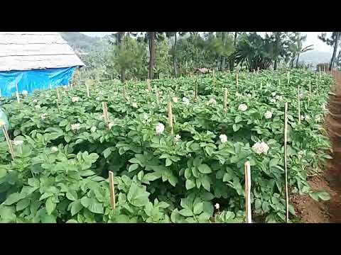 Video: Bolehkah Anda Memangkas Tanaman Kentang: Pertumbuhan dan Pemangkasan Tanaman Kentang