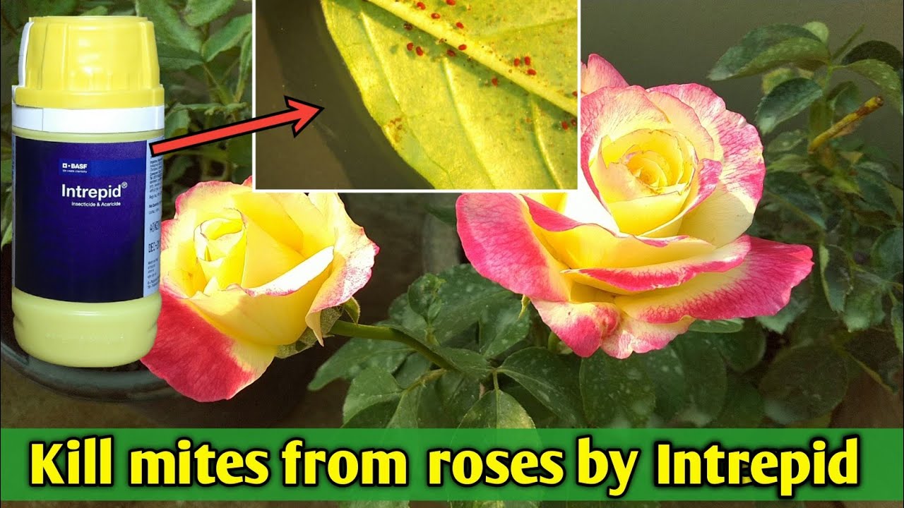 Kill Mites From Roses By Intrepid How To Remove Mites From Rose Flower Plants Spider Mites Youtube Kill Mites From Roses By Intrepid How To Remove Mites From Rose Flower Plants Spider Mites Youtube