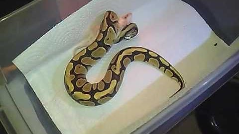 Ball Python VS Rat Crawler (Live Feeding) "Rick
