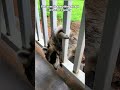 Raccoons do everything except protect the galaxy#racoon#funny#food#cute#animals