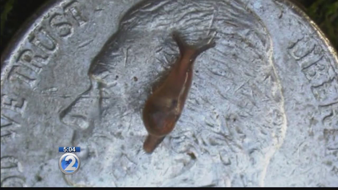 What You Can Do To Prevent Rat Lungworm YouTube what-you-can-do-to-prevent-rat-lungworm-youtube