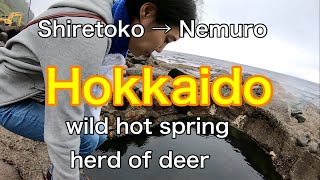 Honeymoon Hokkaido  Shiretoko,wild hot spring,Nozuke peninsula, Herd of deer,Nemuro