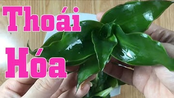 Bài thuốc chữa bệnh xương khớp, thoái hóa bằng cây Lược Vàng hiệu quả cao [Sức Khỏe]