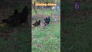 Chicken counting! How many do you count? #chicken #counting #farmfun #homestead #feeding #snacks