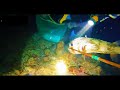 Fishermen go diving and stage a massive fish-tricking show! | Aqua Quest