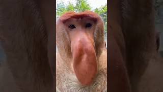 What Animal Sound Is That babanazeemal khaizcomedyfunnyshorts