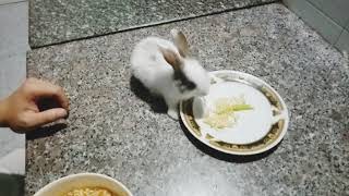 Rabbit smart, Kiki baby rabbits eat spicy noodles, thỏ con ăn mì cay | Rabbit Baby KiKi