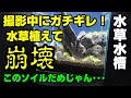 【水槽崩壊】ガチギレ！なんだ？このソイル･･･早くも崩壊