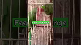 Raw Pair Feed Exchange