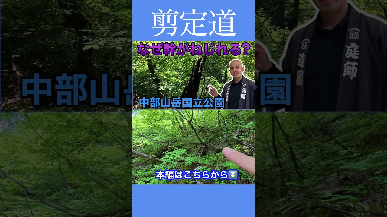 中部山岳国立公園内の植物は凄い！！ #剪定道 #植物の特性 #お出かけ #楓#植物との関わり #モミジ #ブナ #山歩き