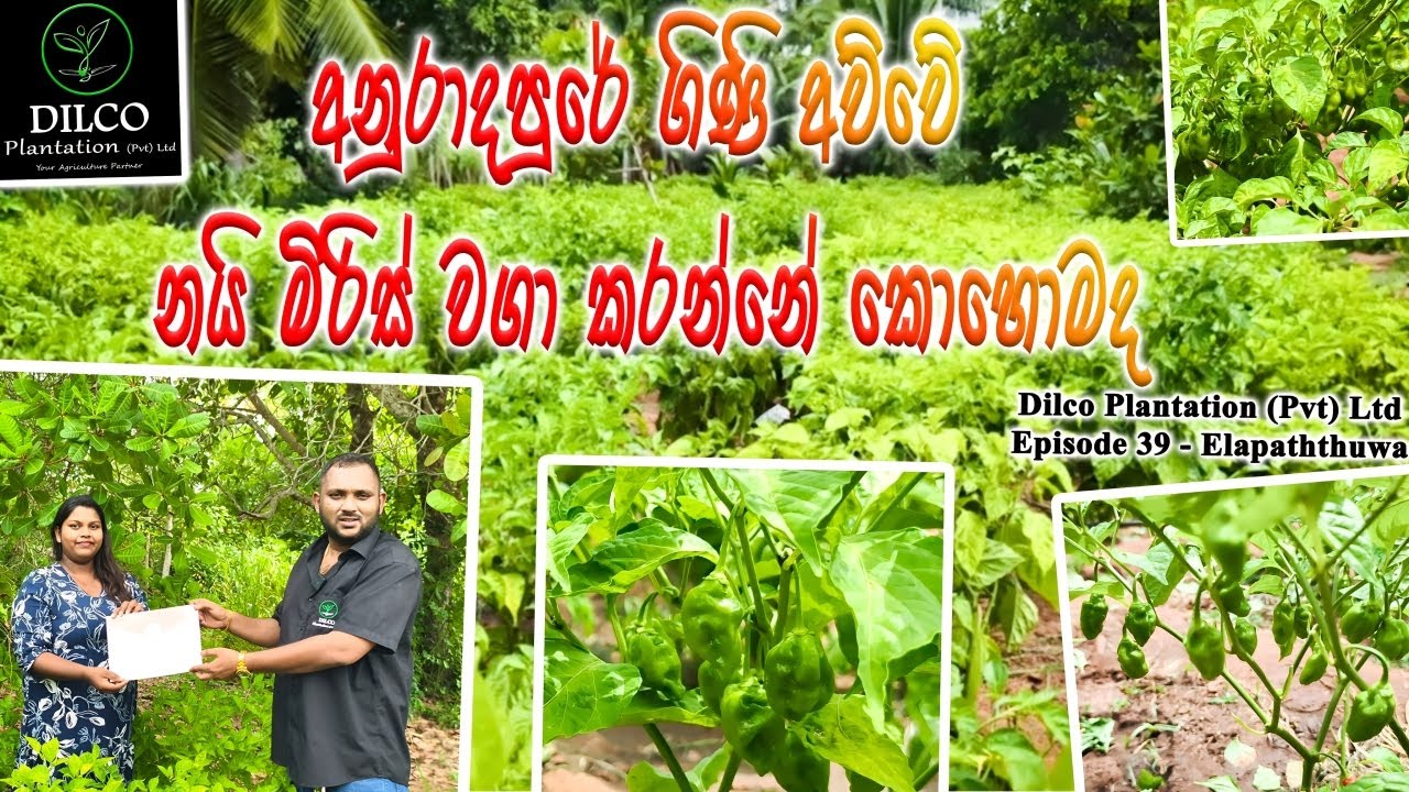 🍀අනුරාදපුරේ ගිණි අව්වේ Scotch Bonnet නයි මිරිස් වගා කරන්නේ කොහොමද🍀 - Dilco Plantation - Episode 39