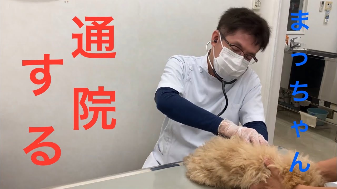 まっちゃん3(熱発、通院する)2025年8月5日#マルプー #動物病院#イケメン獣医師#えんじゅ動物病院 
